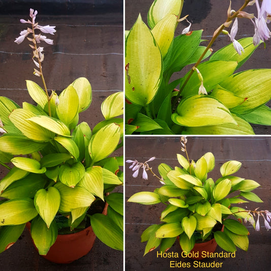 Hosta ‘Gold Standard’