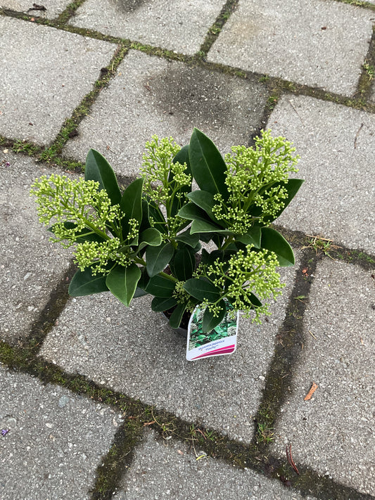 Skimmia japonica ‘Finchy’ P11