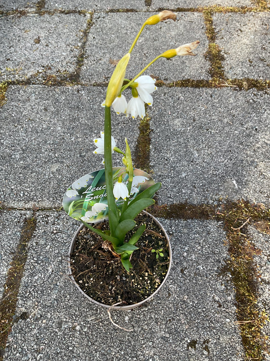 Leucojum aestivum