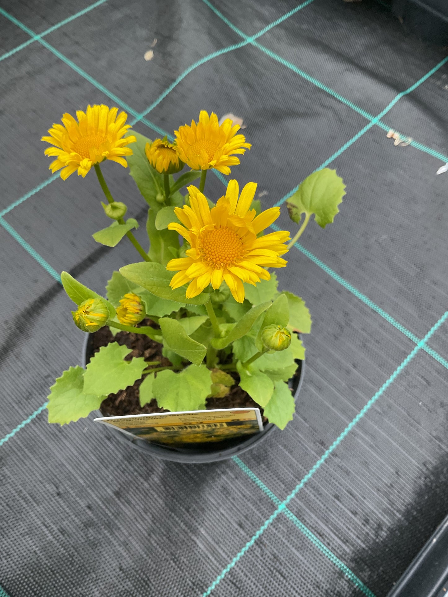 Doronicum orientale ‘Magnificum’ P11