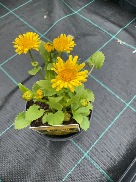 Doronicum orientale ‘Magnificum’ P11