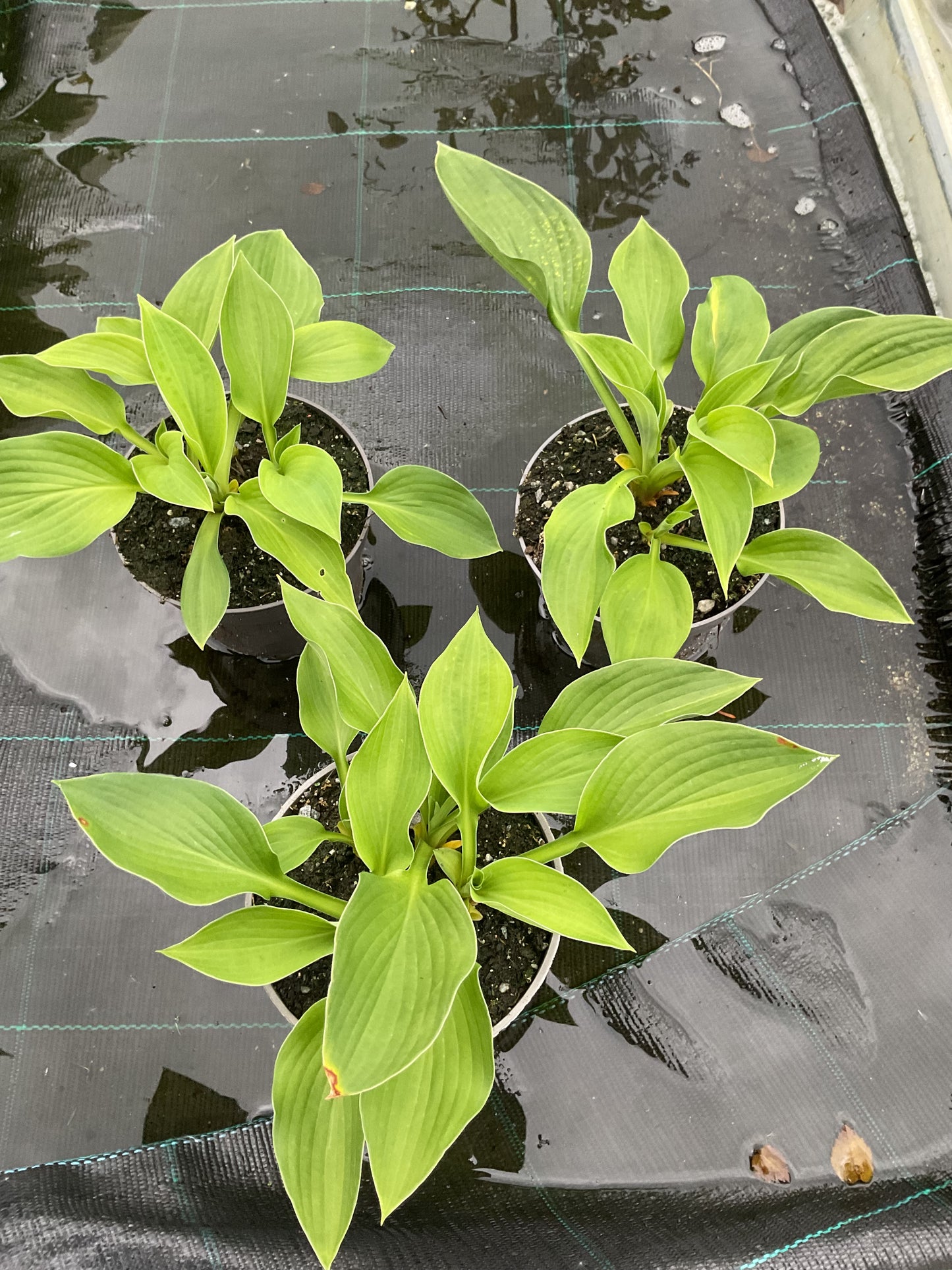 Hosta ‘Green Bag’ P12