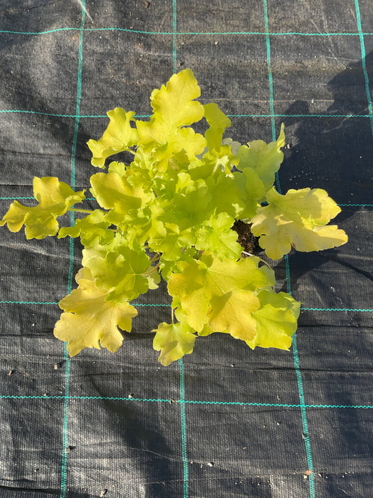 Heuchera ‘Lime Marmalade’ P12