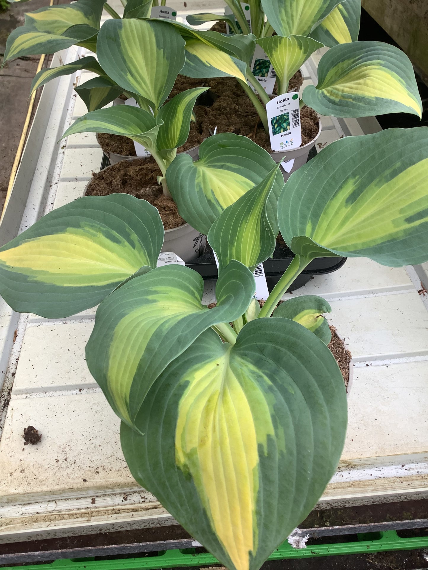 Hosta ‘Smash Hit’ P15