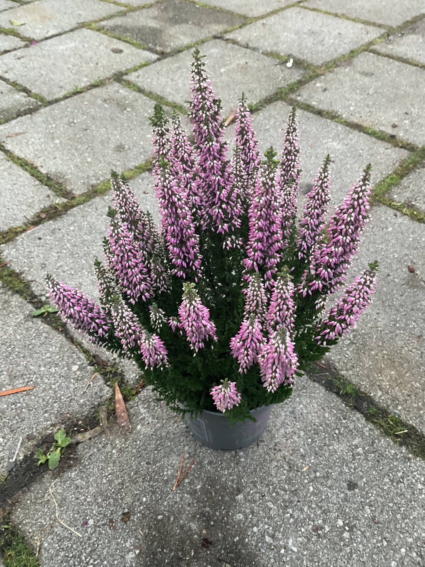 Calluna vulgaris ‘First Ladies’ Pink P10