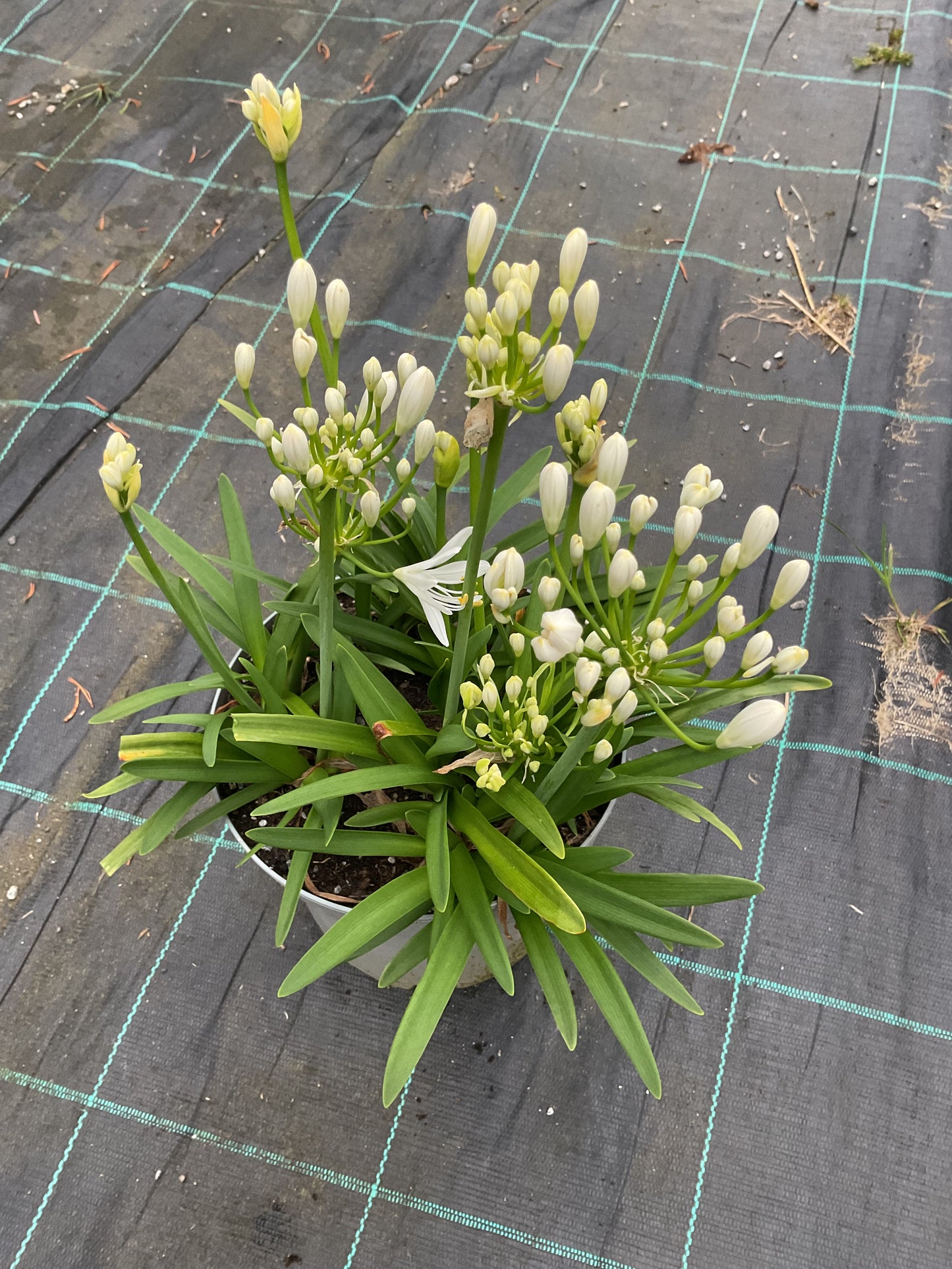 Agapanthus hybrid Hvit P19