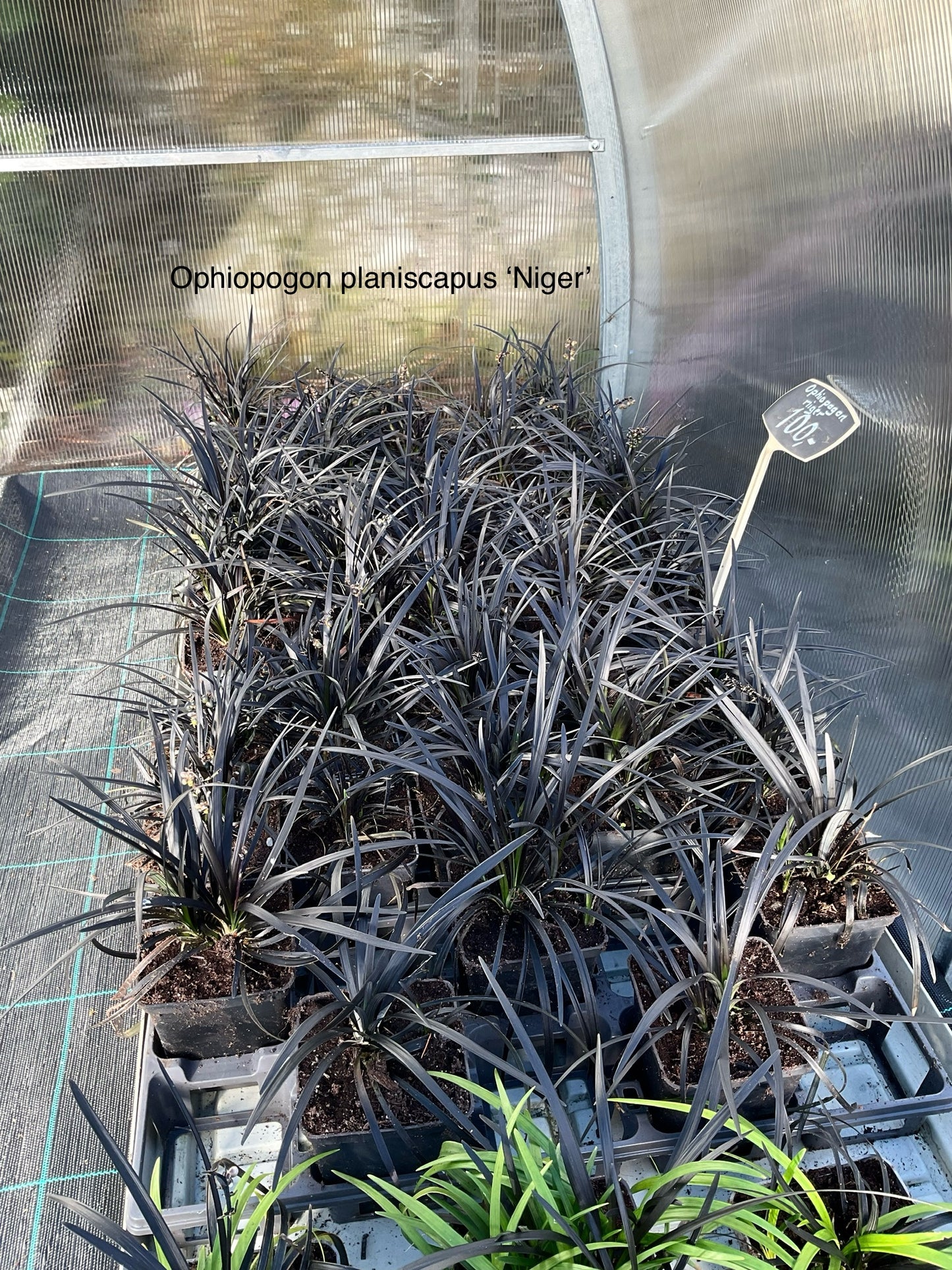 Ophiopogon ‘Niger’ Kolleksjon av 6 stk