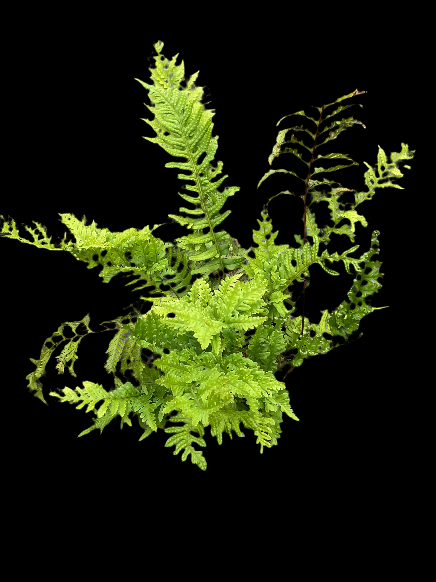 Polypodium x mantoniae ‘Cornubiense’ 2ltr