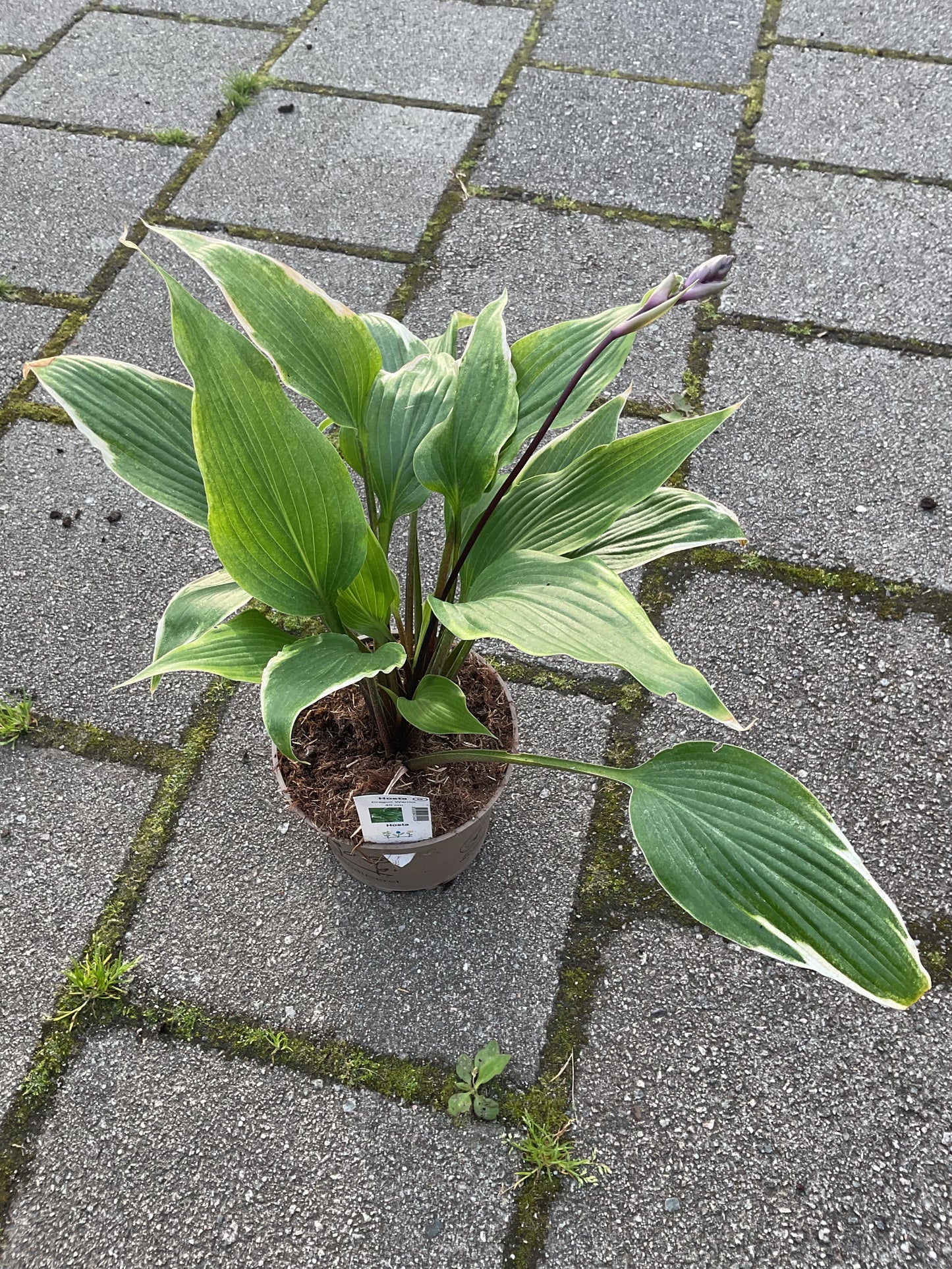 Hosta ‘Holar Black Swan’ P15