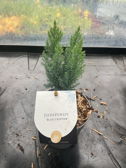 Juniperus ‘Blue Chiffon’ P10
