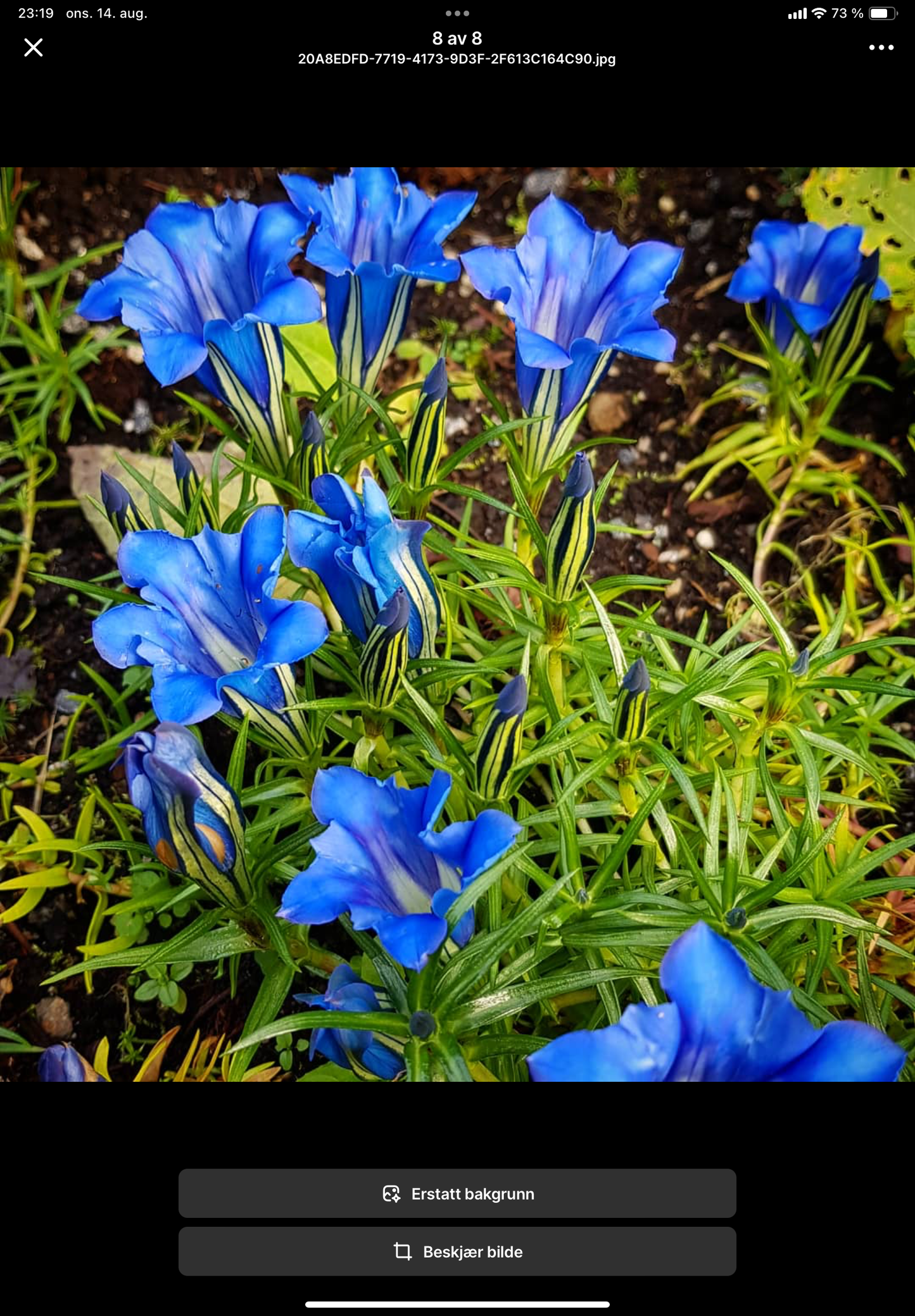 Gentiana sino-ornata ‘Borge’ P17