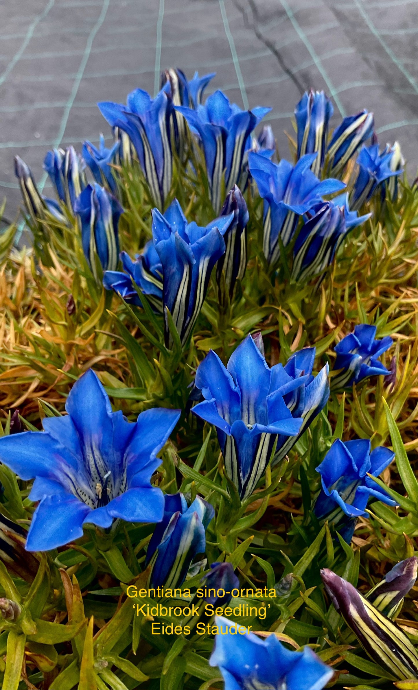 Gentiana x macaulayi ‘Kidbrooke Seedling’ P17