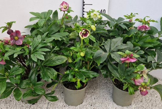 Helleborus orientalis VIV mix P17