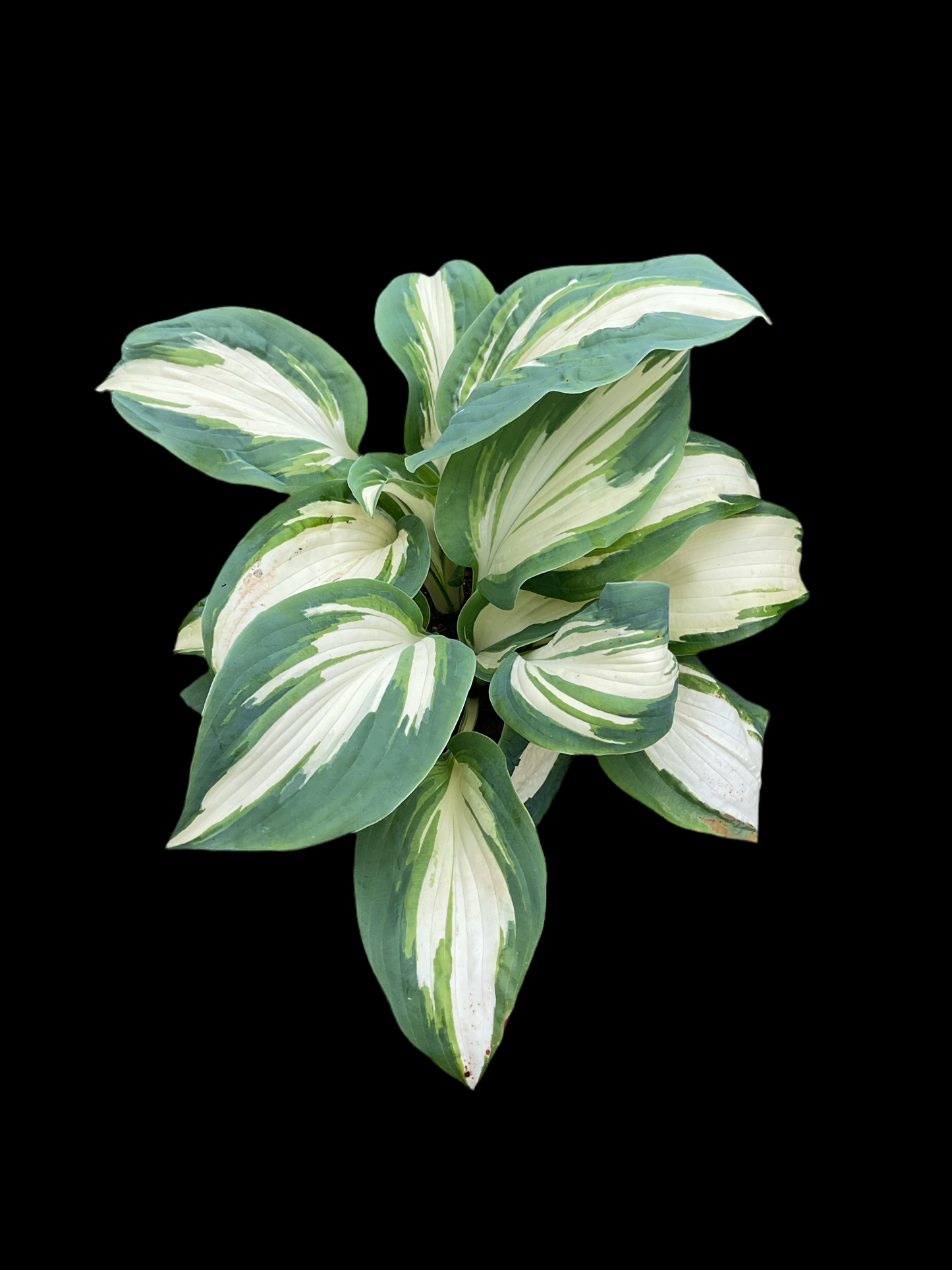 Hosta ‘Hans’ P15