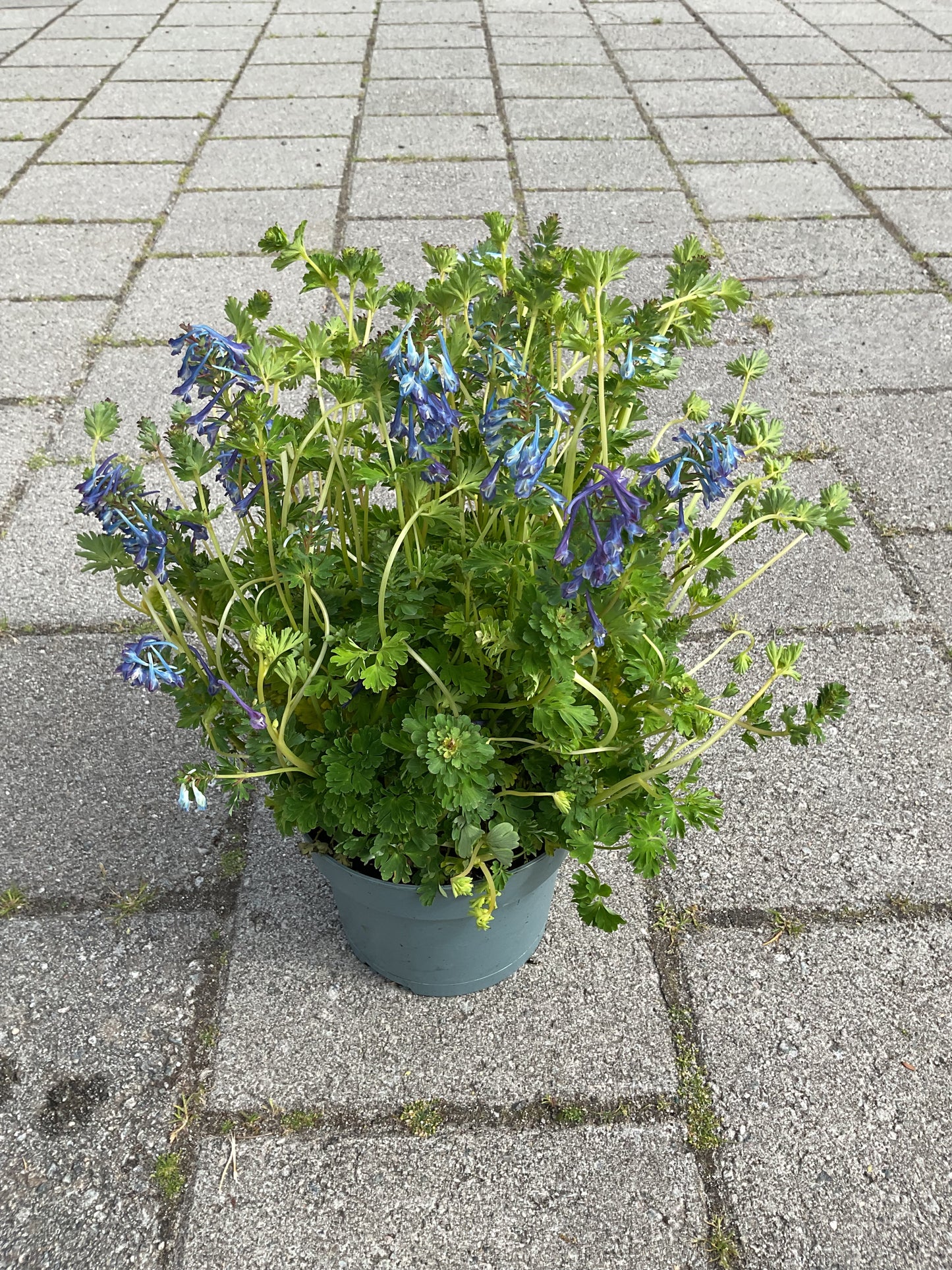 Corydalis calycosa 2 stk planter