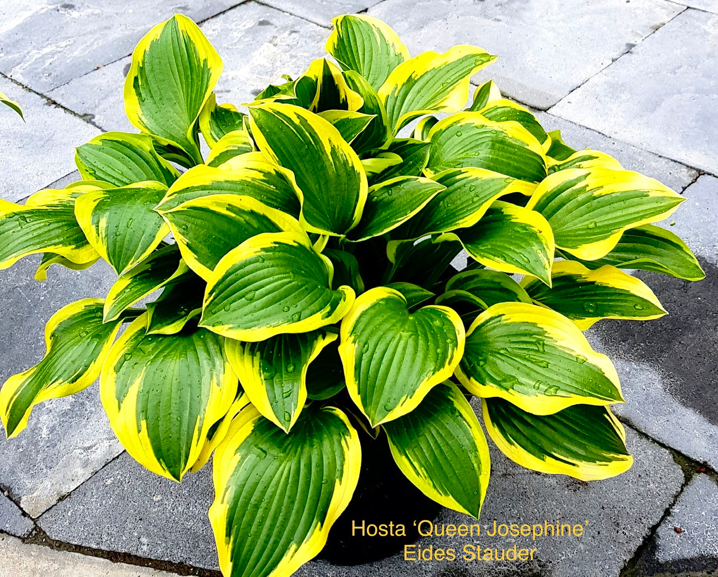 Hosta ‘Queen Josephine’