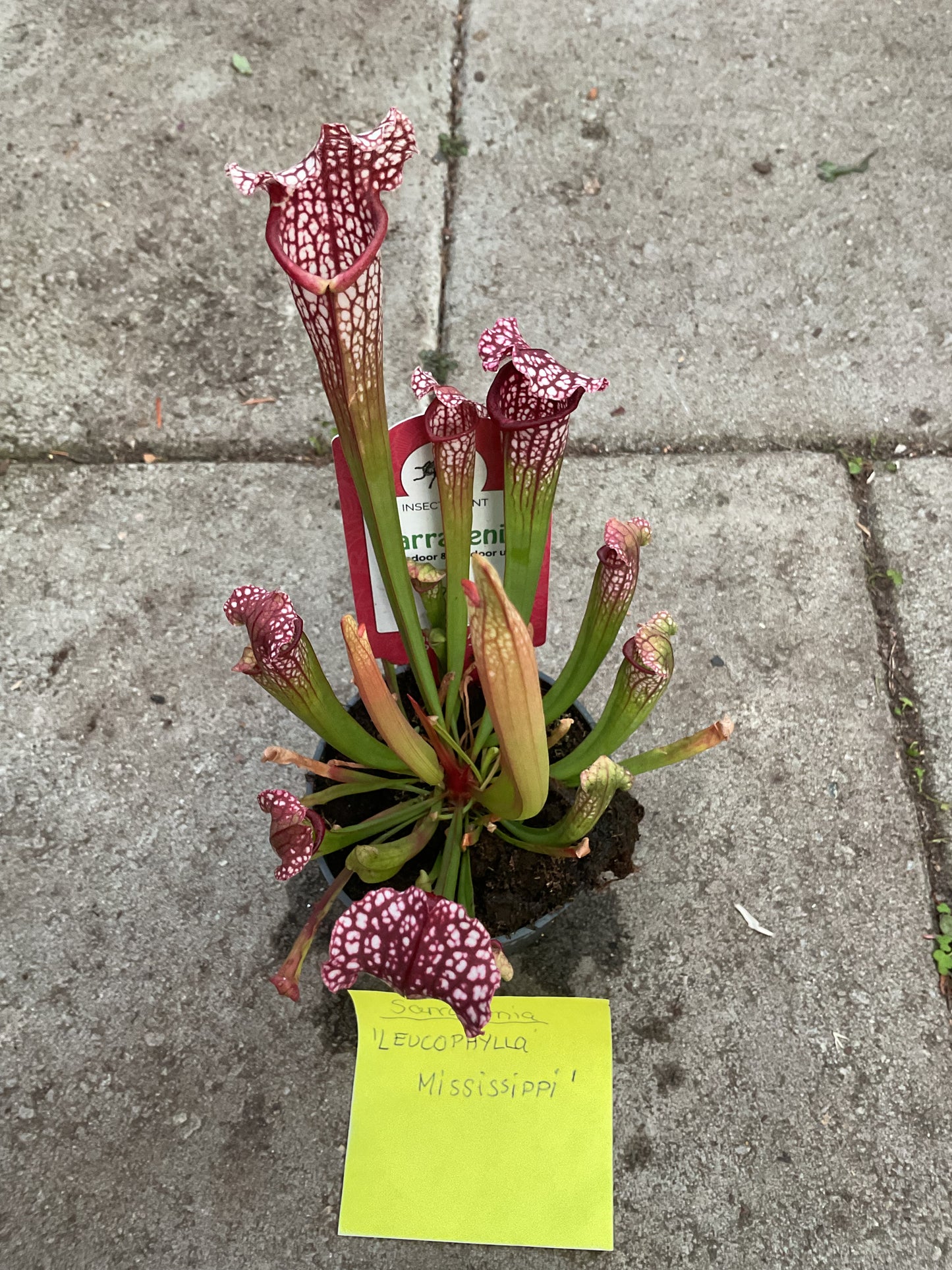 Sarracenia leucophyllum v. missisippii