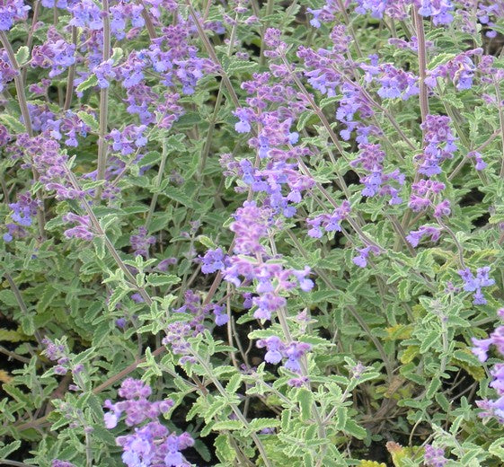 Nepeta faassenii ‘Mussinii’