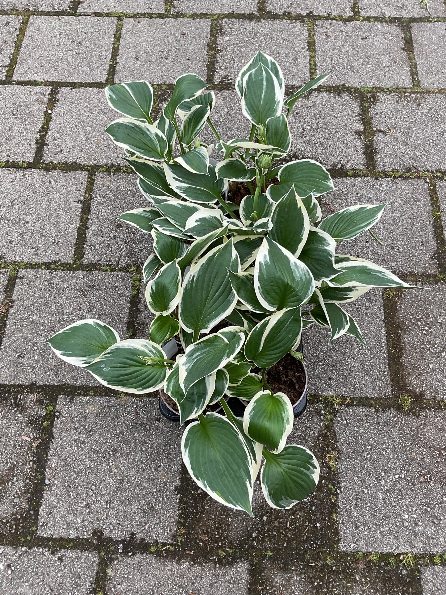 Hosta ‘Steffi’ P15