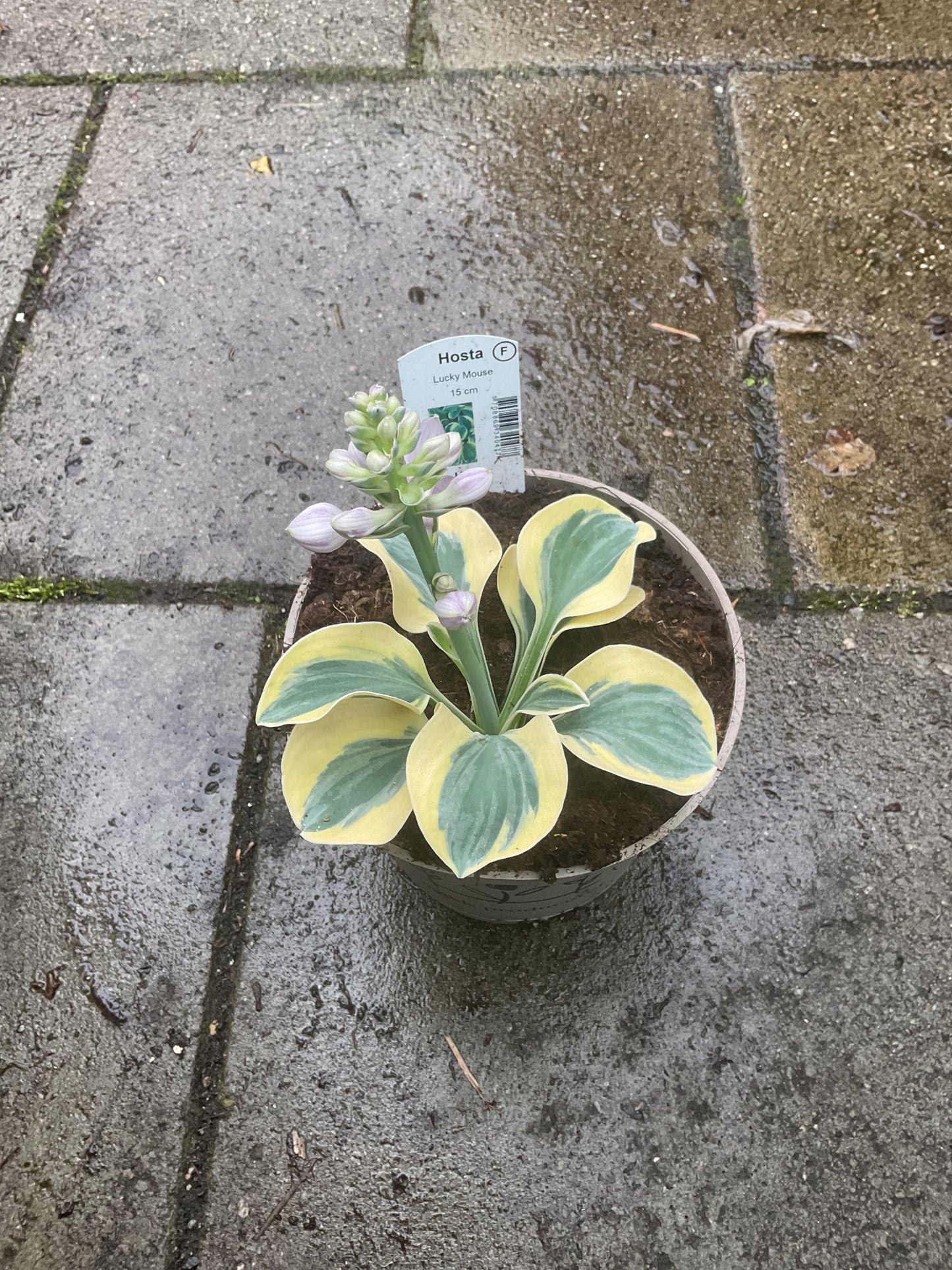 Hosta ‘Lucky Mouse’