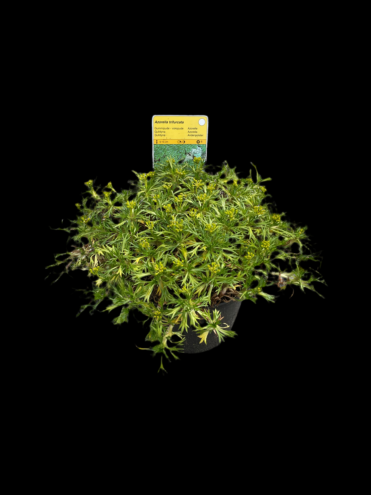 Azorella trifurcata, P15 store planter