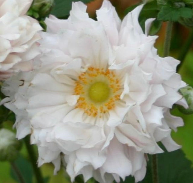 Anemone japonica ‘Tiki Sensation’ P13