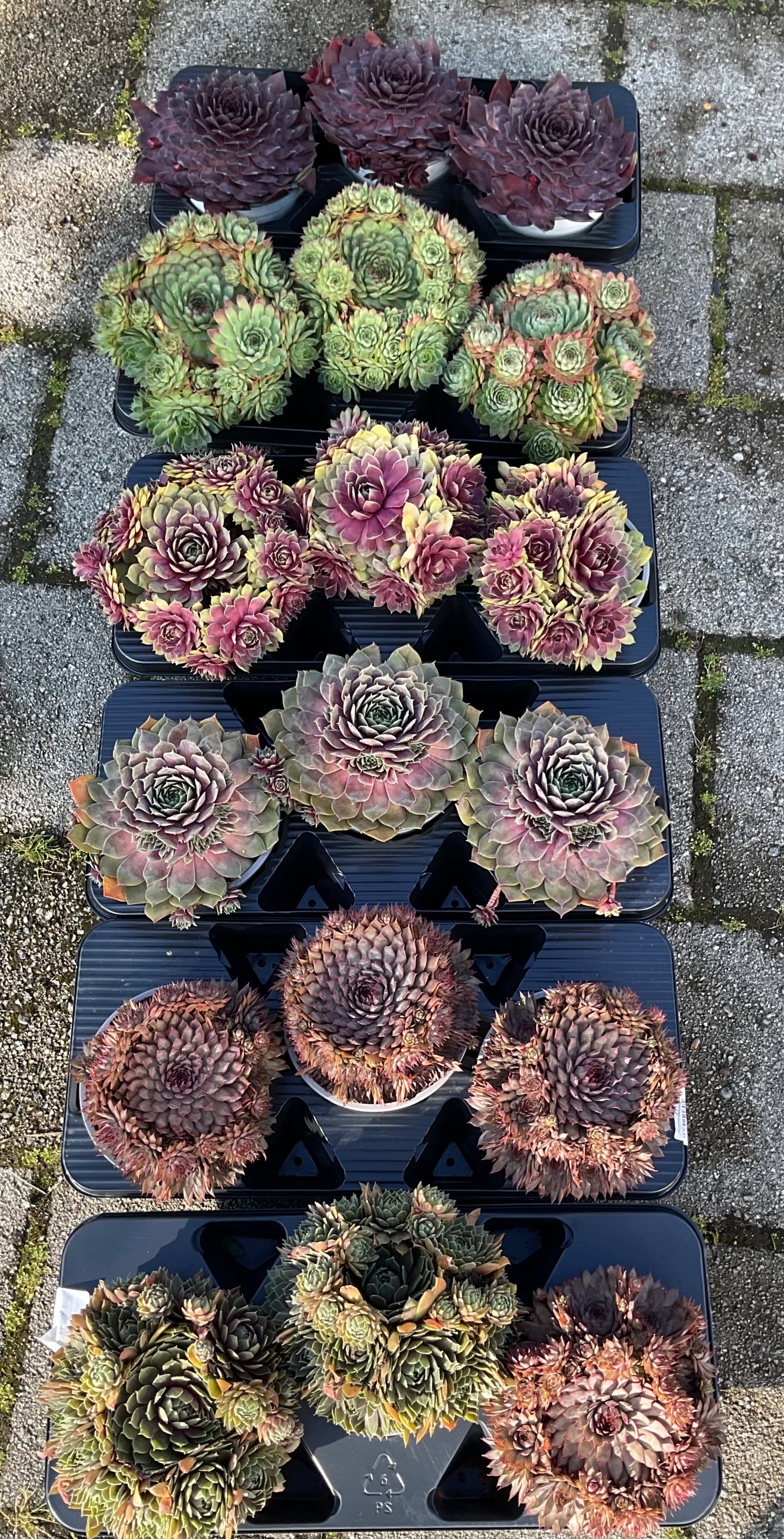 Sempervivum ‘Big Sam’ Kolleksjon av 4 stk mix i P17