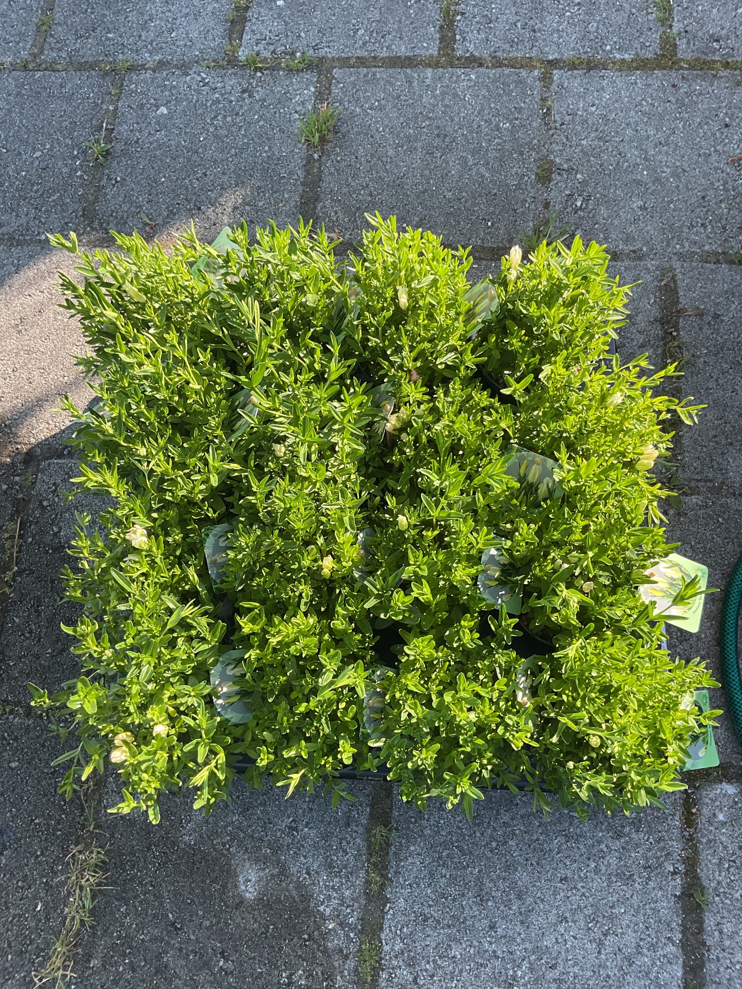Gentiana pyramidalis ‘Diana Alba’ P13