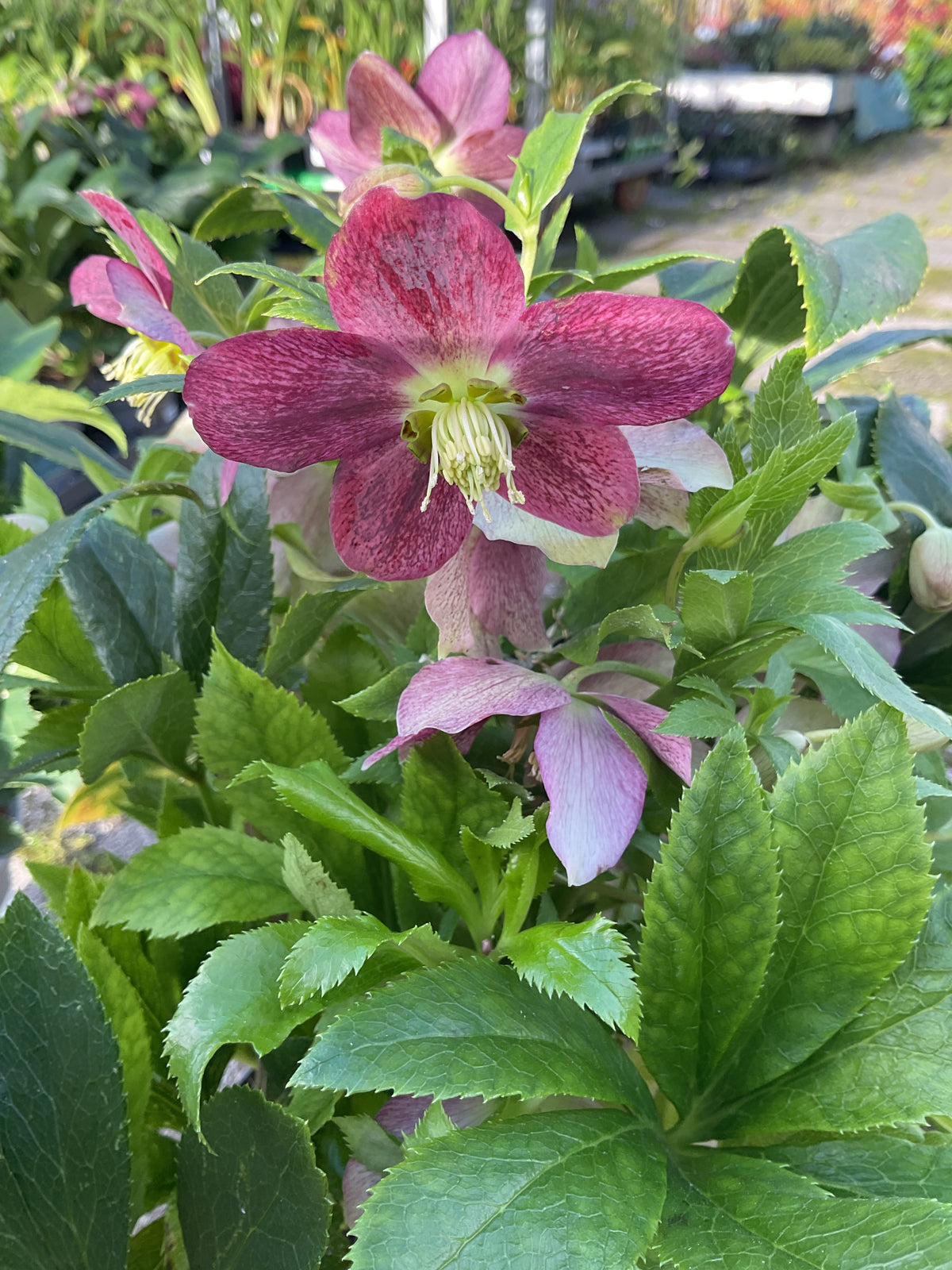 Helleborus orientalis ‘VIV Victoria’ P17