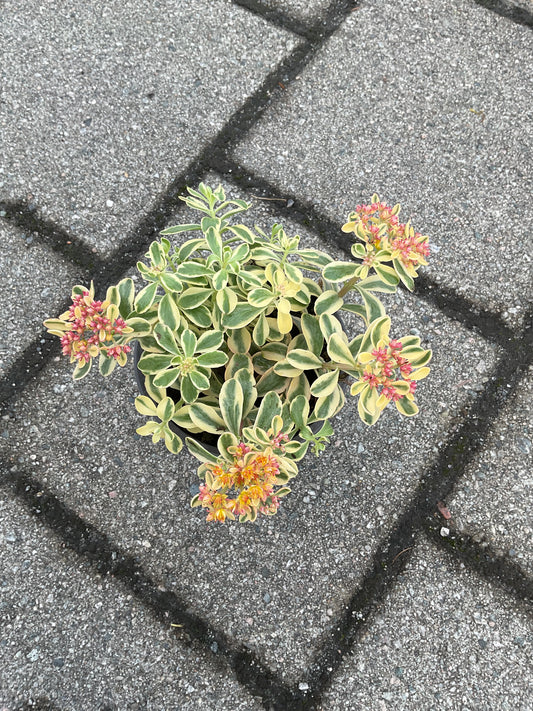 Sedum kamtschaticum ‘Variegatum’ p13