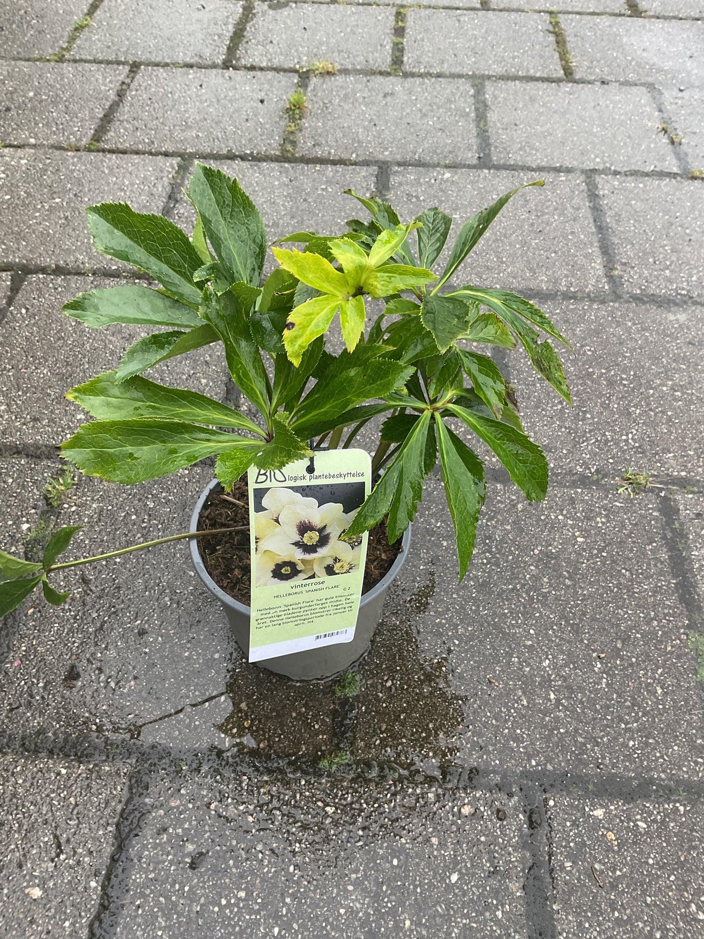 Helleborus orientalis ‘Spanish Flare’ P17