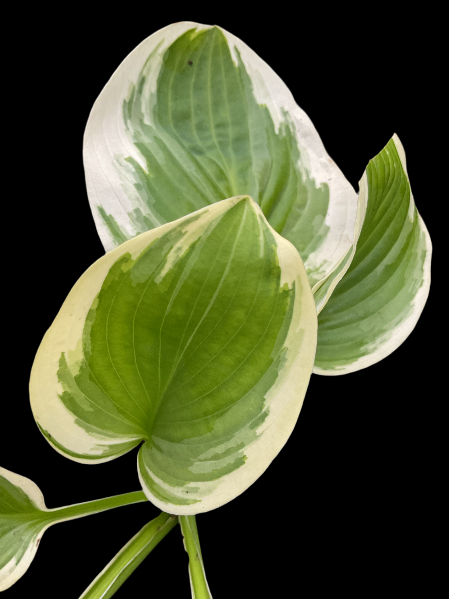 Hosta ‘Diana Remembered’