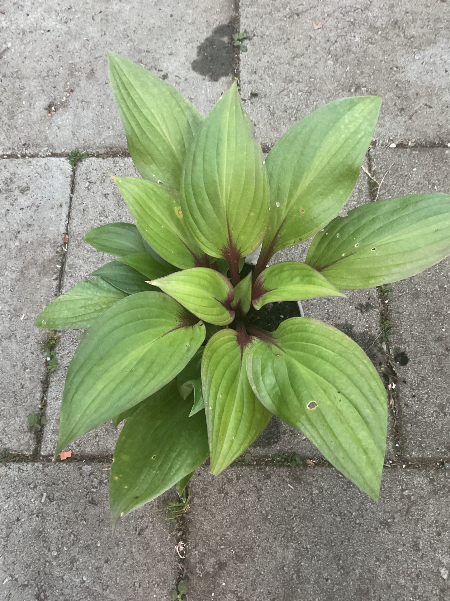 Hosta ‘First Blush’