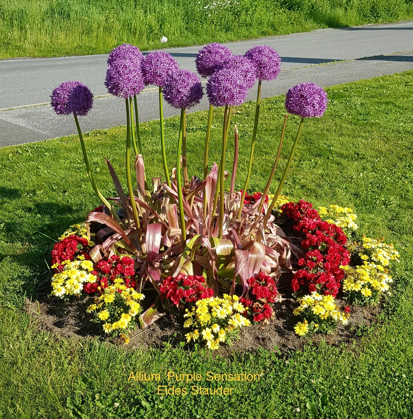 Allium aflatunense ‘Purple Sensation’