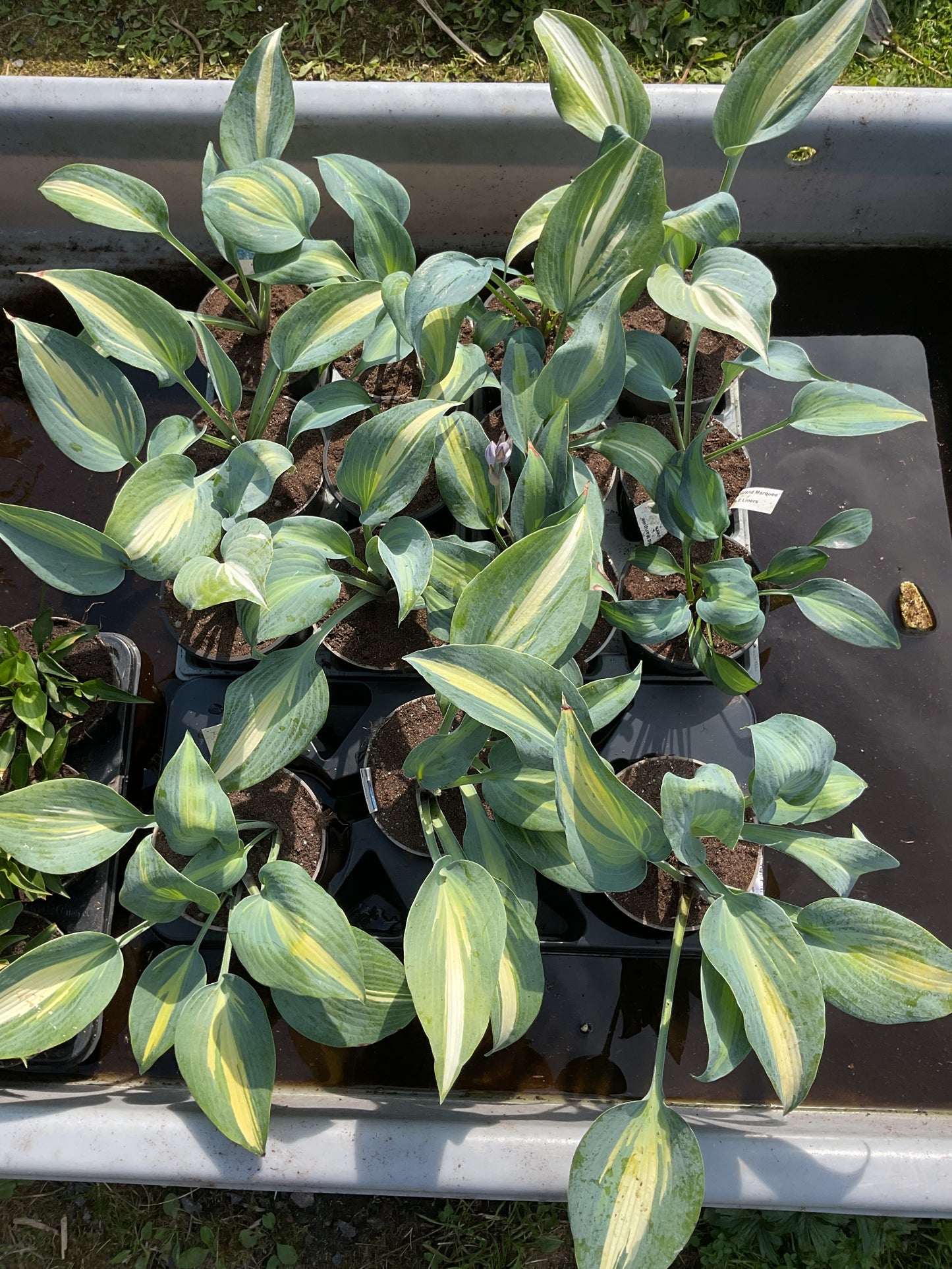 Hosta ‘Grand Marquee’ P15