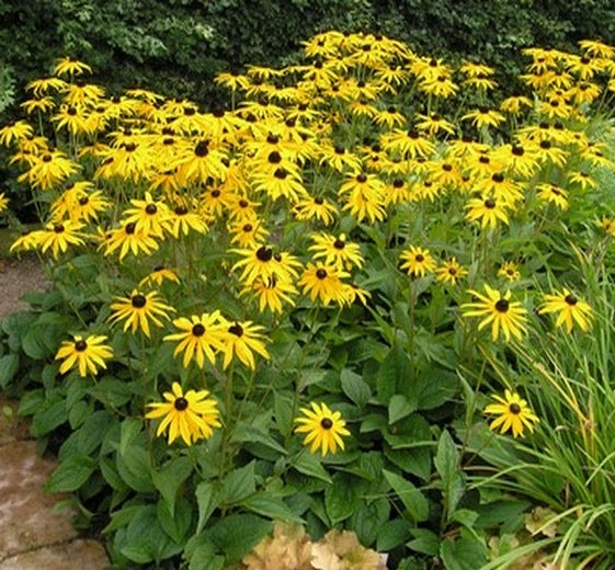 Rudbeckia fulgida ‘Goldsturm’