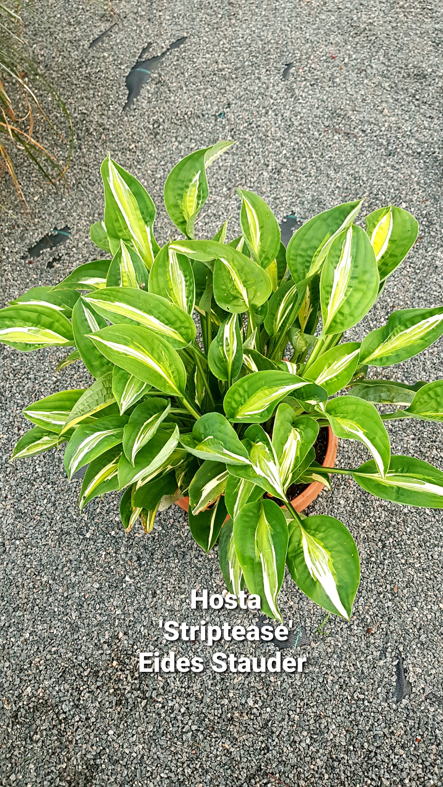 Hosta ‘Striptease’