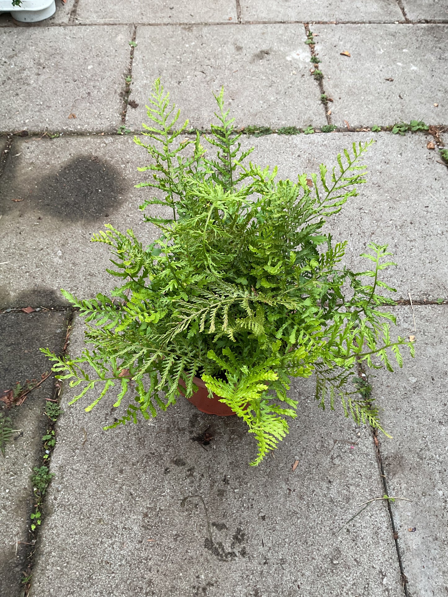 Dryopteris filix-mas ‘Linearis Polydactyla’