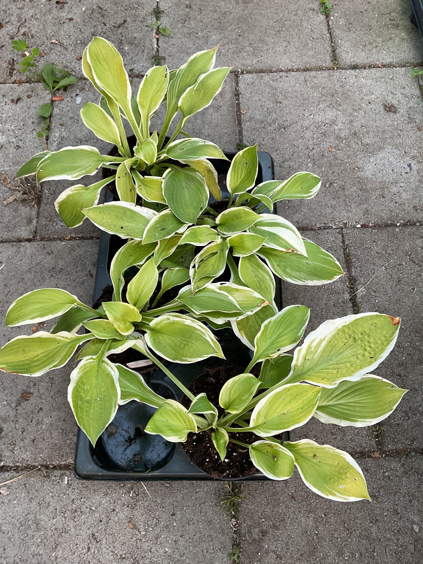 Hosta ‘American Dream’