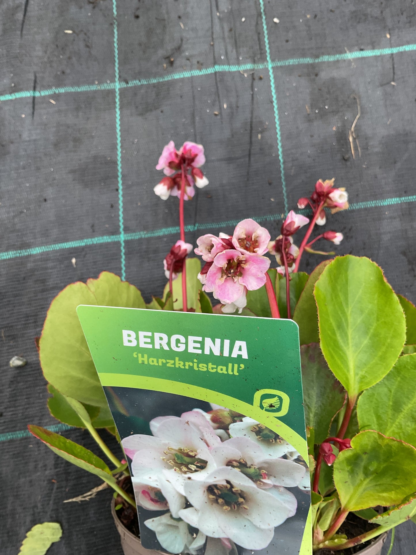 Bergenia cordifolia ‘Harzkristall’ P17