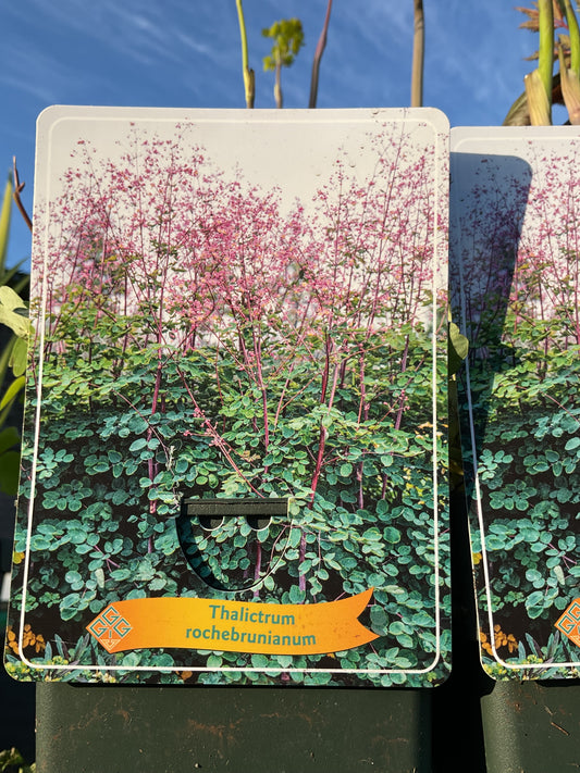 Thalictrum rochebrunianum P11x11