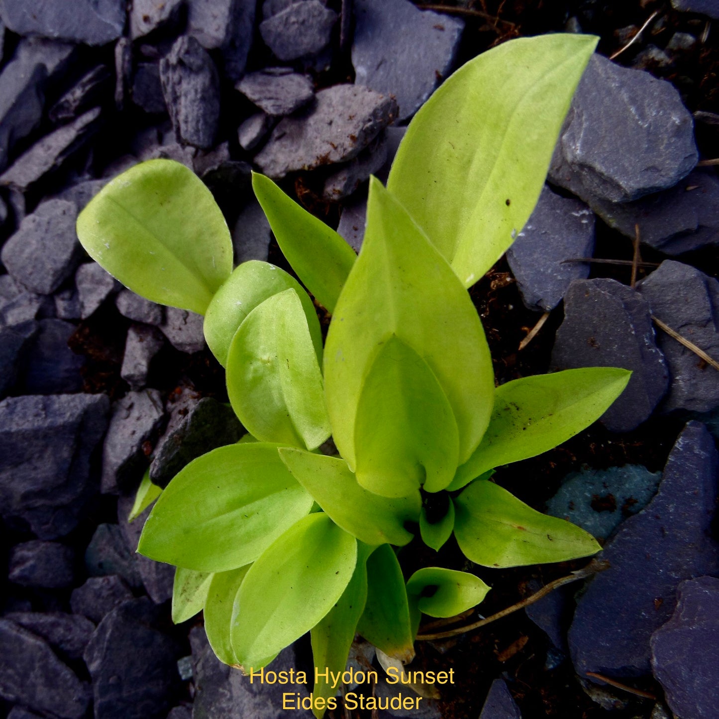 Hosta ‘Hydon Sunset’