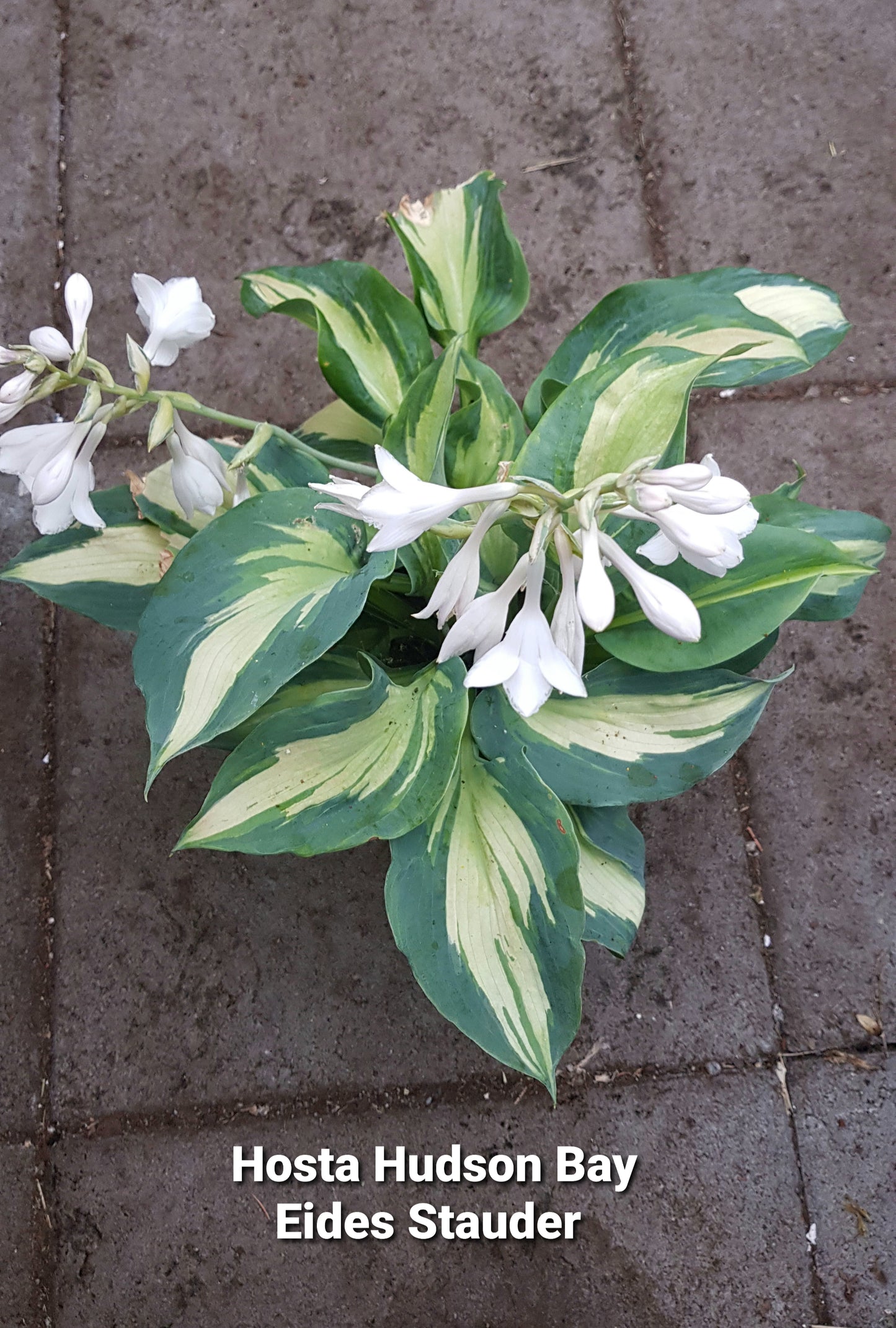 Hosta ‘Hudson Bay’