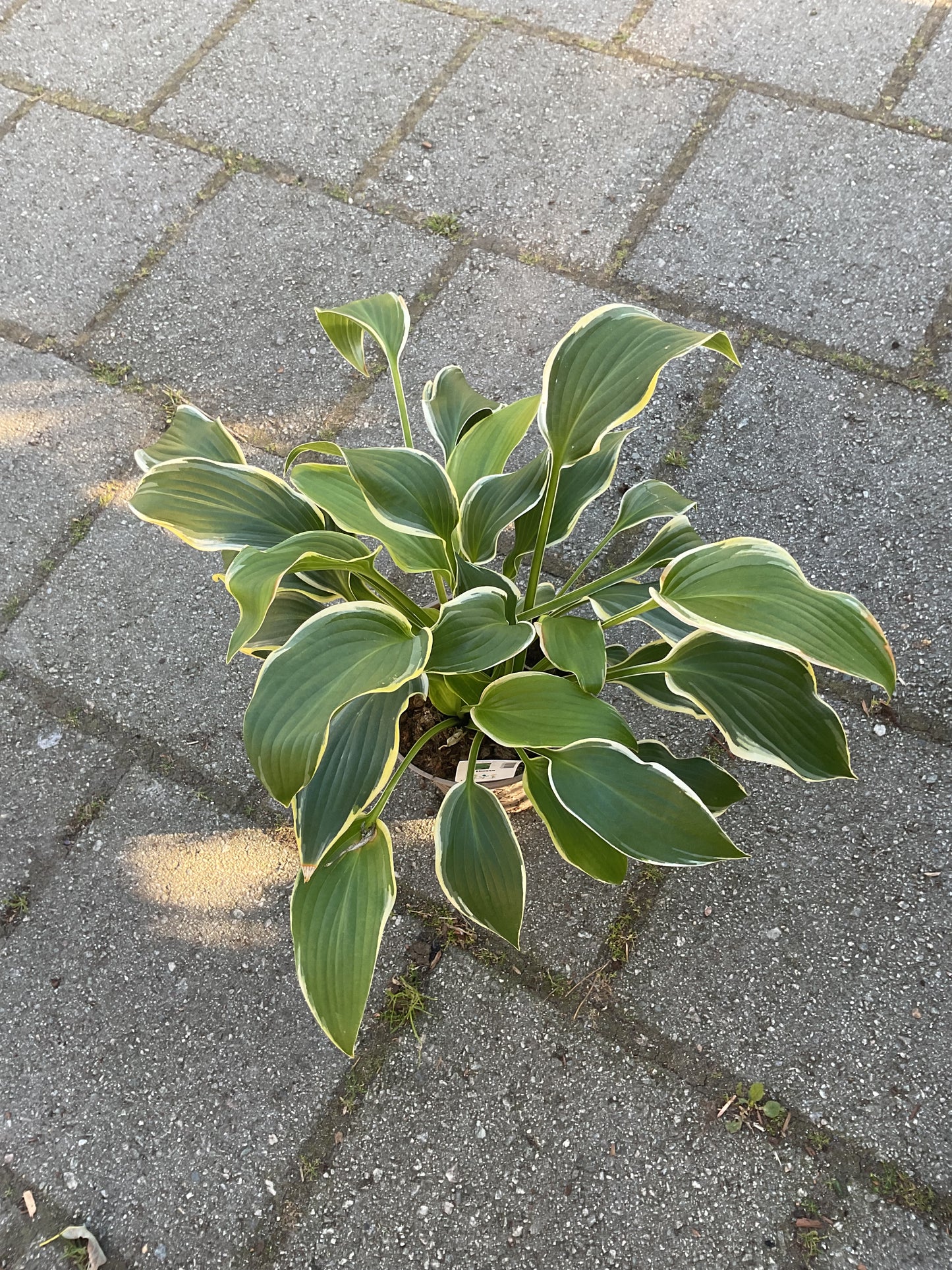 Hosta ‘Yellow River’