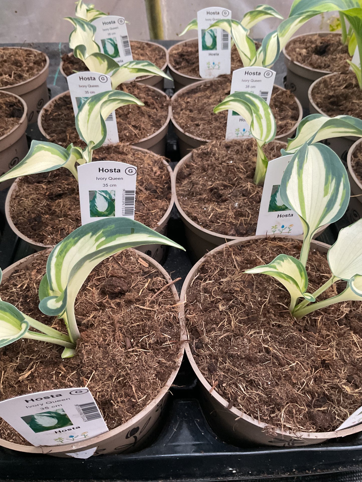 Hosta ‘Ivory Queen’ P15