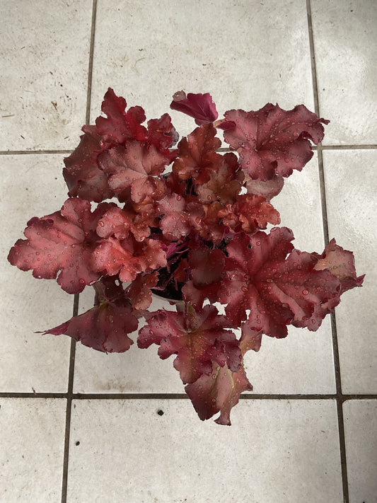 Heuchera ‘Boysenberry’ P15