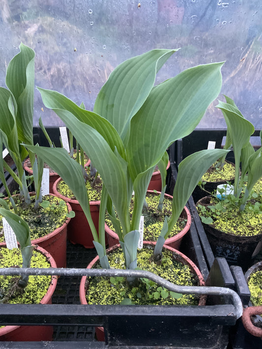 Hosta ‘Krossa Regal’