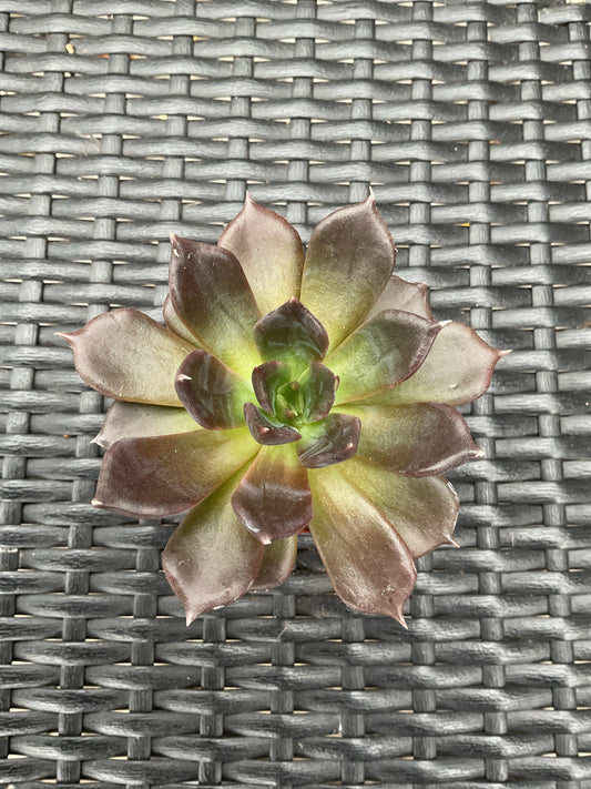 Echeveria 'Black Prince' P6