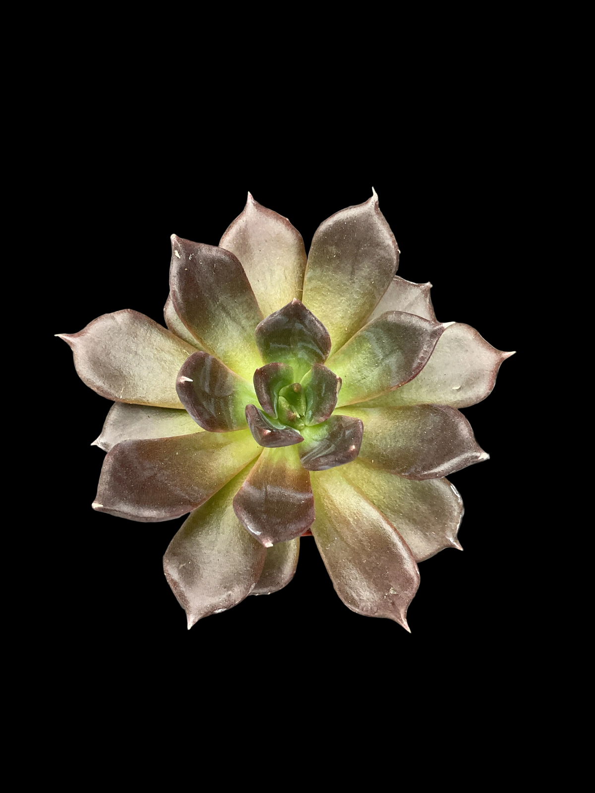 Echeveria 'Black Prince' P6