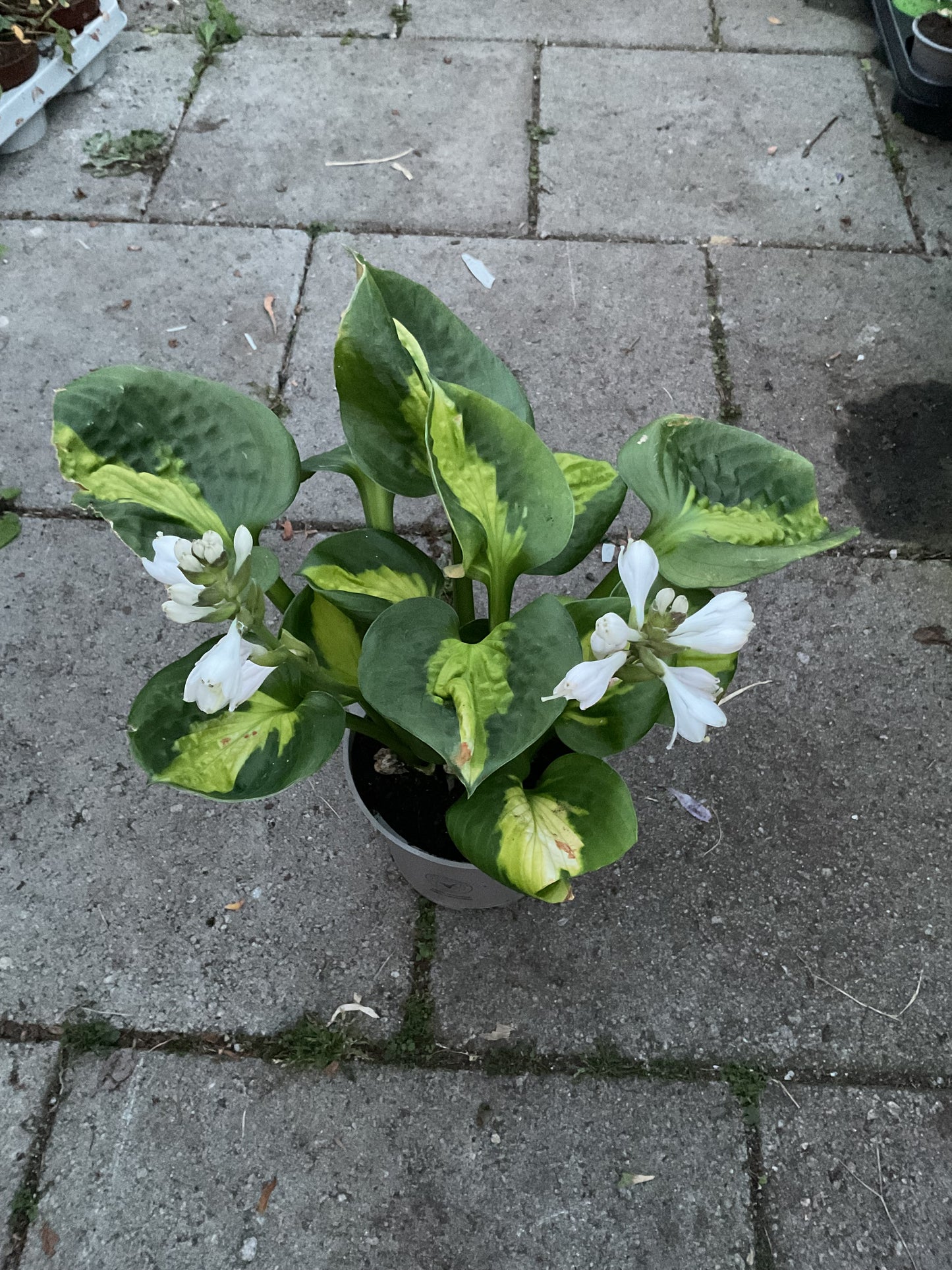 Hosta ‘Pocketful of Sunshine’ P15